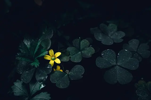 Comment organiser des obsèques respectueuses : guide pratique